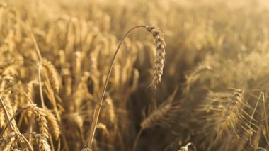 Günbatımında buğday tarlası, tarım sektöründe yaşam biçimi. Büyük buğday tarlasında yürü. Büyük buğday hasadı yazın tarla manzarasında. Yüksek kaliteli FullHD görüntüler