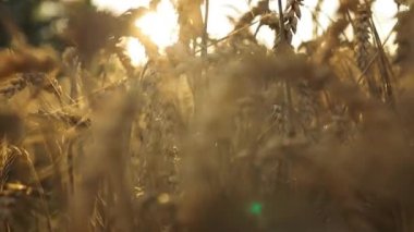 Gün batımında buğday tarlasında altın buğday kulaklarını kapatın. Yaz akşamları buğday tarlası. Güzel doğa gün batımı manzarası. Hasat dönemi, zengin hasat konsepti. Yüksek kalite FullHD