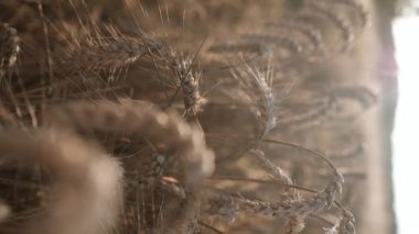 Gün batımında buğday tarlasında altın buğday kulaklarını kapatın. Yaz akşamları buğday tarlası. Güzel doğa gün batımı manzarası. Hasat dönemi, zengin hasat konsepti. Yüksek kalite FullHD