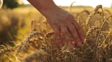 Gün batımında buğday tarlasında yürüyen yaşlı çiftçi elleriyle buğday kulaklarına dokunuyor. tarım kavramı. Yüksek kaliteli FullHD görüntüler