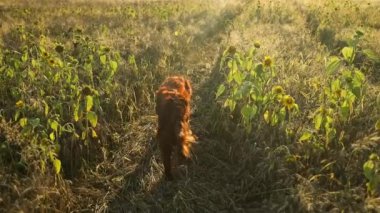 Gün batımında vahşi kırsal alanda İrlandalı yerleşimci köpeği. Oyuncu köpek yaz akşamları alacakaranlık tarlası boyunca yürür. Yüksek kaliteli FullHD görüntüler