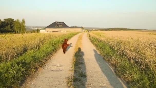 Irlandzki Pies Seter Dzikim Polu Zachodzie Słońca Zabawny Spacer Psa — Wideo stockowe