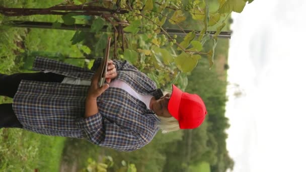 Rolnik Stosujący Tabletkę Rejestrowania Uprawy Winogron Sprawdzania Jakości Winorośli Kontrola — Wideo stockowe