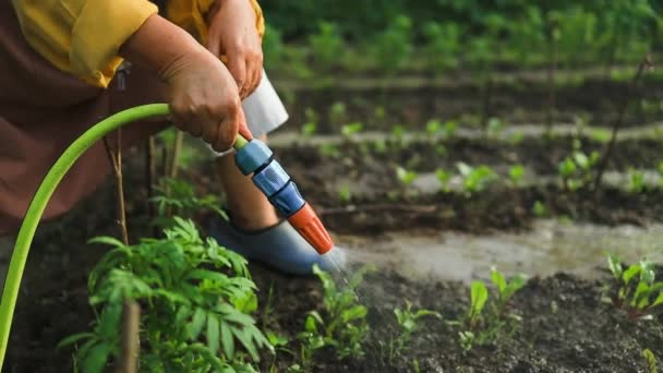Vrouwelijke Tuinman Landarbeider Met Waterslang Besproeiingsinstallatie Meisje Tuinieren Tuin Zelfgekweekt — Stockvideo