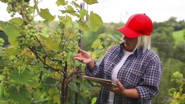ブドウの栽培を記録し ブドウの品質をチェックするためにタブレットを使用する農家 品質管理について スマート農業とデジタル農業 農業について ワイン事業 高品質 — ストック動画