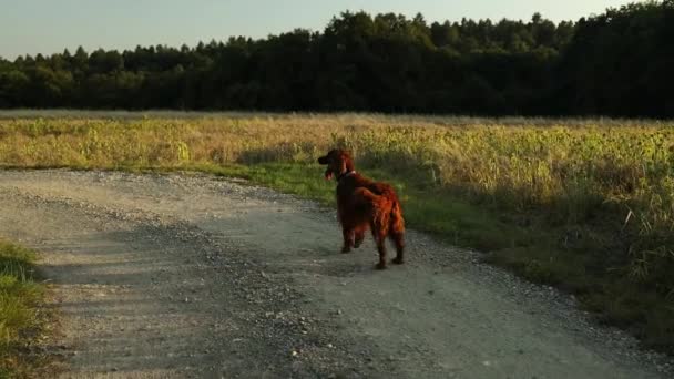 日没の野生の田舎でアイルランドのより良い犬 夏の夕方にトワイライトフィールドに沿って遊び心のある犬 高品質のフルHd映像 — ストック動画