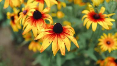 Sarı çiçekli rudbeckia laciniata ya da rudbeckia altın topu. Seçici odaklanma. Yüzeyin derinliği. Yüksek kaliteli FullHD görüntüler