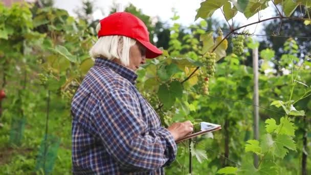 Farmer Using Tablet Record Growing Grapes Checking Quality Grape Vine — Stock Video