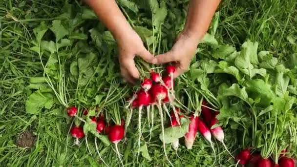 Farmers Hands Holding Fresh Organic Radish Crop Farm Vegetable Garden — Stock Video