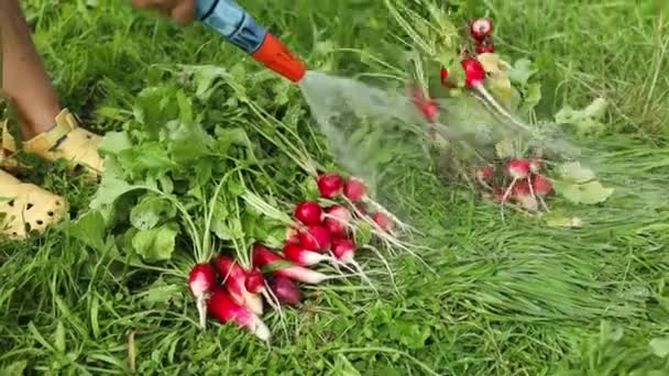 有機庭園で収穫する 新鮮な有機カラフルなビート ニンジン野菜を水で洗う農民 高品質のフルHd映像 — ストック動画