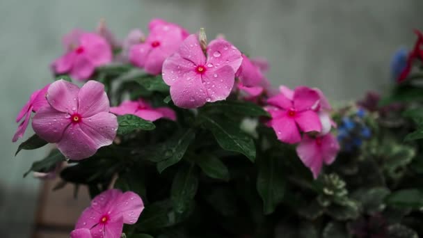 Pora Deszczowa Zbliżenie Dwóch Doniczek Kwiatów Balkonu Deszczem Tle Wysokiej — Wideo stockowe