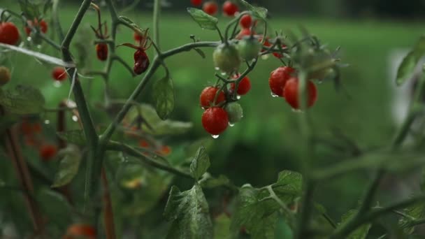 Belles Tomates Rouges Mûres Cultivées Dans Une Serre Gouttes Eau — Video