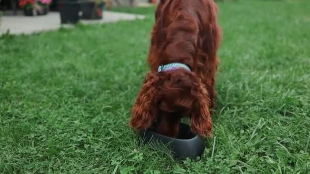 Hungriger Irish Setter Welpenhund Frisst Aus Einer Schüssel Draußen Glückliche — Stockvideo