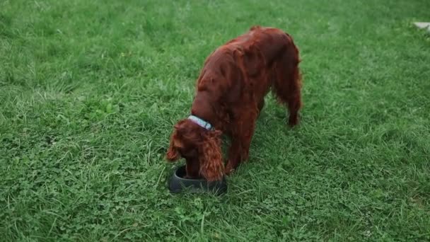 Hungrig Irish Setter Valp Hund Äter Från Skål Utanför Glada — Stockvideo