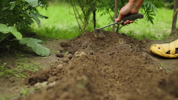 Menghapus Gulma Dari Kebun Bawang Dengan Budidaya Berkebun Berkebun Dan — Stok Video