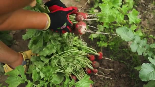 Rolnicy Trzymają Świeże Organiczne Rośliny Rzodkiewki Ziemi Sadowniczej Zbiory Uprawa — Wideo stockowe