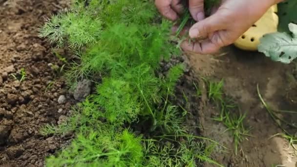 Farmářská Těžba Kopru Letní Zahradničení Uzavřete Ženské Ruce Zeleninová Strava — Stock video