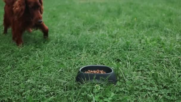 Rlandalı Yerleşimci Yavru Köpek Dışarıda Bir Kaseden Yemek Yiyor Mutlu — Stok video