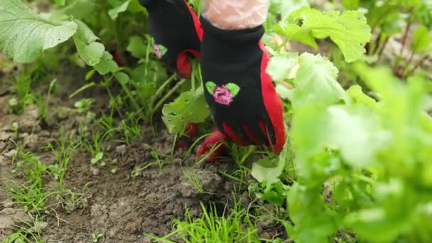 Kertész Felvesz Egy Friss Piros Retek Egy Ökológiai Gazdaság Környezetbarát — Stock videók