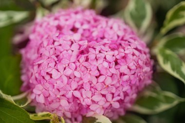 Ortanca pembe çiçeğini yakından çek. Güzel Hortensiya yaz bahçesinde çiçek açıyor. Güzellik pembesi ve beyaz renkli ortanca çiçeği yaklaş. Doğanın çiçek arkaplanı. Paskalya, doğum günü, doğa konsepti. - Evet. Yüksek