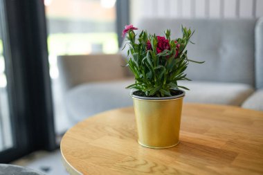 Natural green leafy flower pot for succulent decoration on the table in cafe.. High quality photo