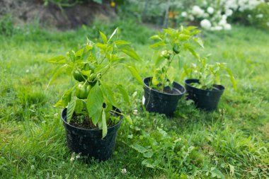 Yeşil çan biberi meyvesi seramik kapta yetişen küçük bir bitkiye tutunur. Seçici odaklanma. Evde sebze yetiştirme teması. Yüksek kalite fotoğraf