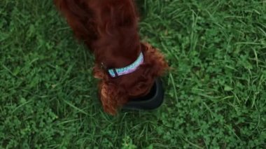 Aç İrlandalı yerleşimci yavru köpek dışarıda bir kaseden yemek yiyor. Mutlu köpek yavruları dışarıda. Köpek yavrusu plastik kaseye doğru koşuyor. Köpek maması, evcil hayvan dükkanı. Yüksek kaliteli FullHD görüntüler