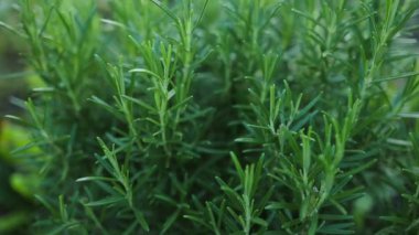 Taze biberiye mutfak bitkisi dışarıda yetişiyor. Rosemary yakın çekim yapıyor. Taze organik tatlandırıcı bitkiler yetişiyor. Baharatlar, doğa, sağlıklı tatlar, yemek pişirme. Yiyecek için gerekli malzemeler.