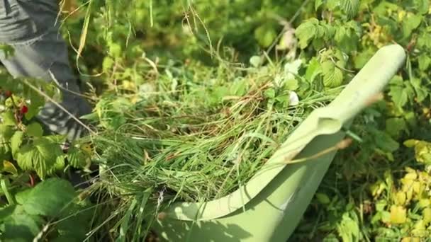 Dłonie Kobiety Usuwające Trawę Trawnika Podwórku Kontrola Trawy Ogród Pielęgnacji — Wideo stockowe