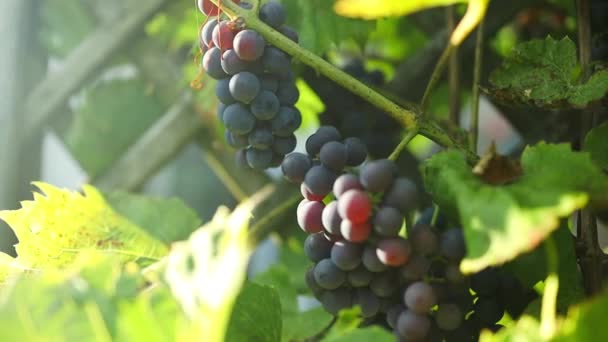 葡萄地种植酿酒 葡萄园山 夏天的风景和葡萄园的排成一排 优质Fullhd影片 — 图库视频影像
