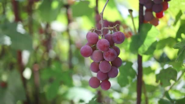 在农场的葡萄藤上生长着一批未成熟的葡萄 在明亮的阳光下 葡萄藤上的白葡萄被遮住了 绿葡萄丛生 花园里的葡萄 在风中摇曳 慢动作 高质量的 — 图库视频影像