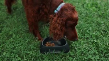 Aç İrlandalı yerleşimci yavru köpek dışarıda bir kaseden yemek yiyor. Mutlu köpek yavruları dışarıda. Köpek yavrusu plastik kaseye doğru koşuyor. Köpek maması, evcil hayvan dükkanı. Yüksek kaliteli FullHD görüntüler