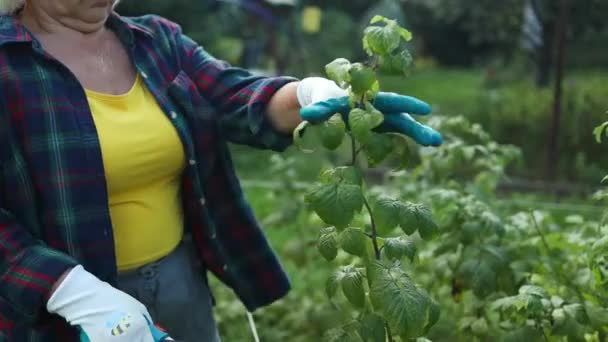Baypas Yapan Kesicilerle Bahçeli Böğürtlen Çalılarını Budayan Kadın Elleri Yüksek — Stok video