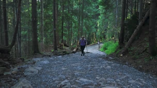 Ung Glad Vacker Vandrare Kvinna Promenader Genom Höstskogen Vandring Aktiv — Stockvideo
