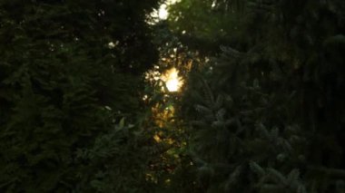 Güzel yeşil güneş ışığı arka planda. Akçaağaç yapraklarının bulanık taze yaz yaprakları günbatımının arka planında güneş ışığı ve güneş ışınlarıyla parlayan güneşli bir güneş. Gerçek zamanlı yüksek çözünürlüklü video görüntüleri. Yüksek