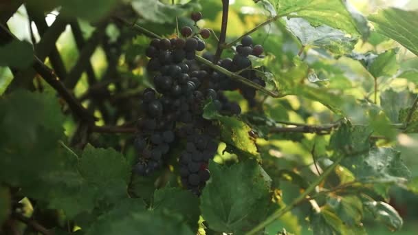 Druivenveld Voor Wijn Wijngaard Heuvels Zomer Landschap Met Wijngaard Rijen — Stockvideo