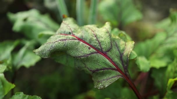 Νεαρά Φρέσκα Φύλλα Τεύτλων Beetroot Φυτά Μια Σειρά Από Κοντινή — Αρχείο Βίντεο