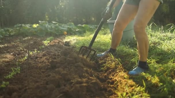 Zahradník Vykopává Plevel Vidlemi Zahradě Nebo Při Západu Slunce Vysoce — Stock video