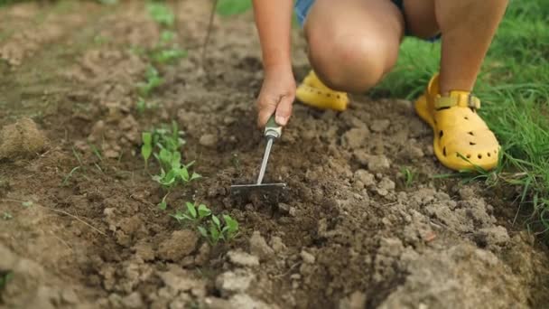 농부는 자신의 거대한 정원에서 잡초를 정원을 고품질 Fullhd — 비디오