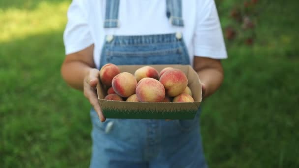 50S Senior Woman Farmer Harvesting Peaches Tree Garden Agriculture Concept — Stock Video