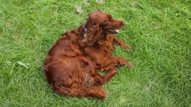 Happy Irish Setter dog puppy panting in the meadow grass. Hiking, walking with pet, outdoor summer. 