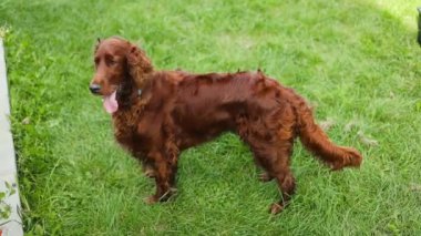 İrlandalı bir Setter köpeği, sahibinin yanında kır yolu boyunca çimenli bir tarlada yatıyor. Yazın yavaş çekimde dilini dışarı çıkarıyor. - Evet. Yüksek kaliteli FullHD görüntüler