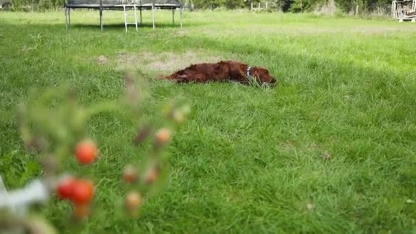 緑の草で遊んで 夏の家の近くの庭でカメラを見ている幸せな若いアイリッシュセッター犬 良質のフルHd映像 高品質のフルHd映像 — ストック動画