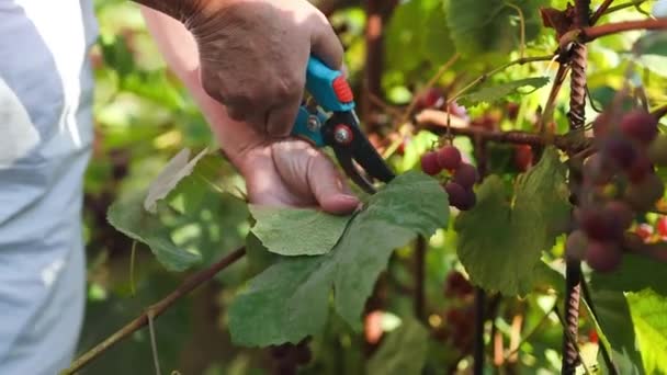 Kroję Winogrona Liściaste Koncepcja Zbiorów Uprawy Winorośli Zbieranie Winogron Zbliżenie — Wideo stockowe