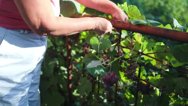 Moving Shot Young Adult Man Tying Grape Vine Sun Beams — Video Stock