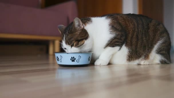 家养的可爱的胖胖的猫 吃着罐头里的湿宠物食品 放在桌上 健康的小猫吃有食欲的食物 宠物的健康 优质Fullhd影片 — 图库视频影像