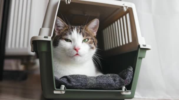 Kucing Tabby Yang Lucu Kandang Rekaman Fullhd Berkualitas Tinggi — Stok Video