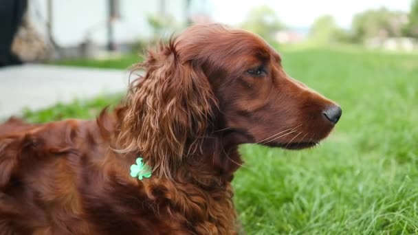 アイルランドのセター犬は 飼い主と散歩中の田舎道に沿った小麦畑に横たわり 夏のゆっくりとした動きで舌を出します 高品質のフルHd映像 — ストック動画