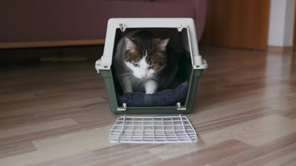 リビングルームの床にペットキャリアから猫が這い出します 動物のための旅行キャリアボックス ペットキャリアに座っている猫 猫は新しい家を見つけました 新しい家に移る — ストック動画