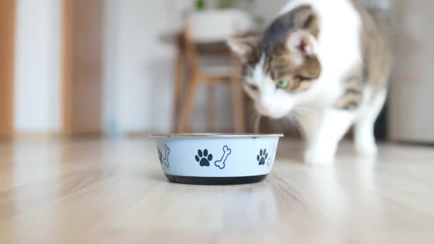 Gato Feliz Comendo Comida Seca Gato Caminha Direção Sua Comida — Vídeo de Stock